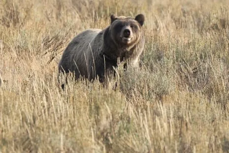 Backpacker Assaulted by Grizzly in Wilderness Area Flown to Medical Facility